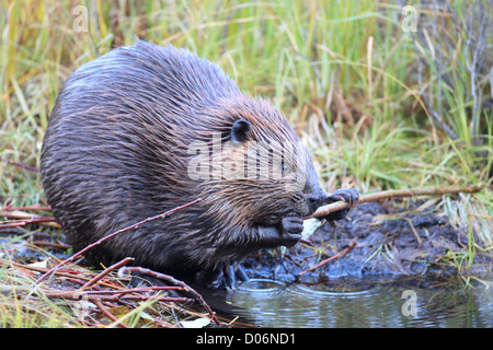 Beaver, ricino, canadensis, castoro, kanada, Foto Stock