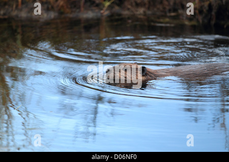 Beaver, ricino, canadensis, castoro, kanada, Foto Stock