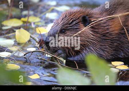 Beaver, ricino, canadensis, castoro, kanada, Foto Stock