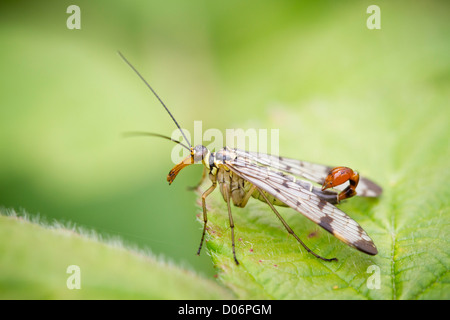 Scorpione maschio volare seduto su una foglia Foto Stock