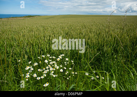 Campo di grano e occhio di bue daisys Moray Scozia. SCO 8446. Foto Stock