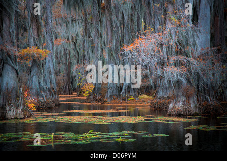 Cipressi in autunno a colori Caddo Lake State Park, Texas Foto Stock