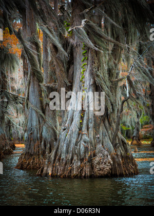 I cipressi Caddo Lake State Park, Texas Foto Stock