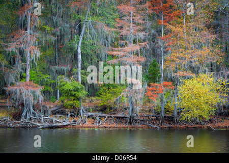 Alberi in autunno a colori Caddo Lake State Park, Texas Foto Stock