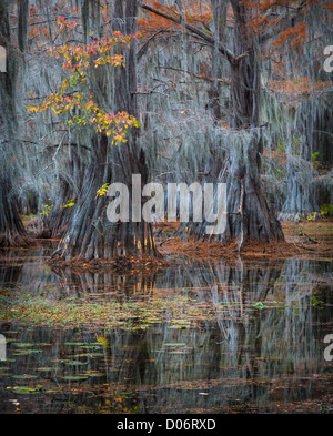 Cipressi in autunno a colori Caddo Lake State Park, Texas Foto Stock