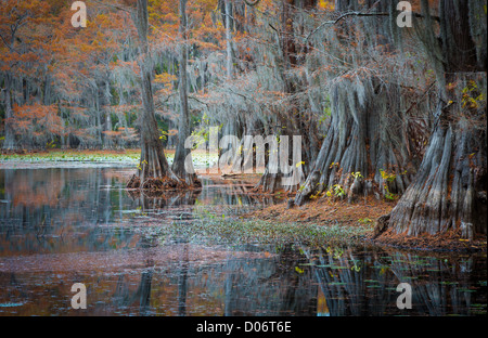 I cipressi Caddo Lake State Park, Texas Foto Stock