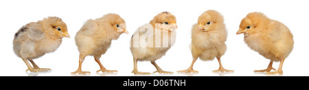Gruppo di polli giallo isolato su sfondo bianco Foto Stock