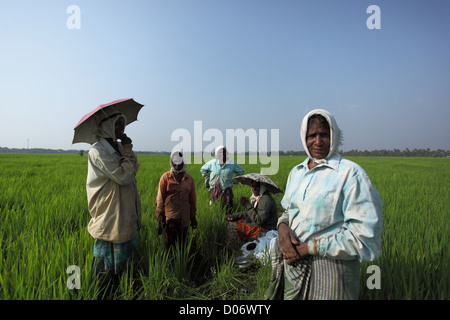 Un gruppo di donne indiane presso l'azienda agricola in Kerala. Foto Stock