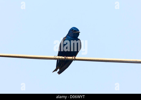 Viola Martin Progne subis Pharr, Texas, Stati Uniti aprile maschio adulto sul filo di telefono. HIRUNDINIDAE Foto Stock