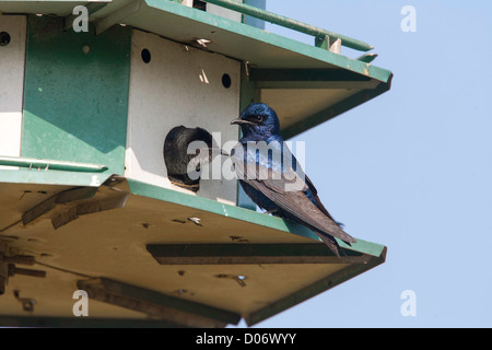 Viola Martin Progne subis Pharr, Texas, Stati Uniti aprile adulto maschile e femminile a Martin casa. HIRUNDINIDAE Foto Stock