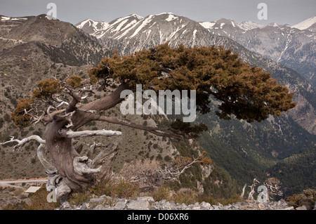 Nativo di cipressi antica, Cupressus sempervirens forma horizontalis, alta nelle White Mountains, Creta, Grecia. Foto Stock