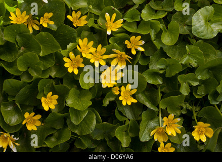 Lesser Celandine come Ficaria verna subsp chrysocephalus; Altopiano di Omalos, Creta, Grecia. Foto Stock