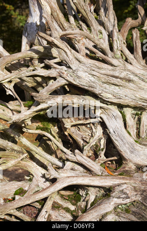 Sradicati radici di albero a Bolderwood nella nuova foresta, Hampshire nel mese di ottobre Foto Stock