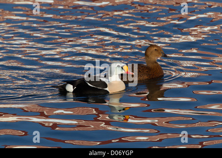 Drake e anatra re Eider, Varanger Finnmark Norvegia Foto Stock