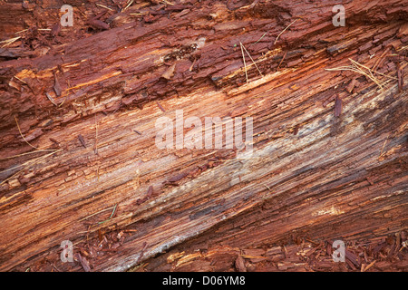 Decadendo tronco di albero caduto nella foresta di nuovo nel mese di ottobre Foto Stock