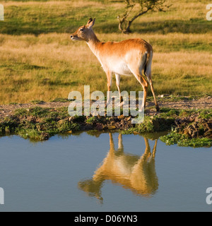 Femmina rosso lechwe kobus leche permanente al waterhole Foto Stock