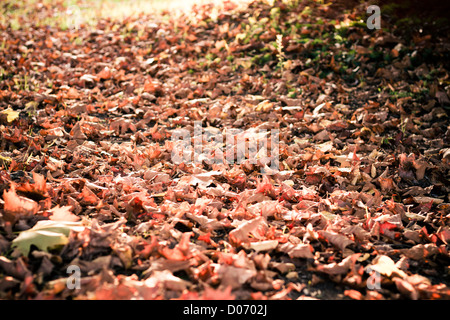 Percorso di paese coperto di foglie di autunno. Foto Stock