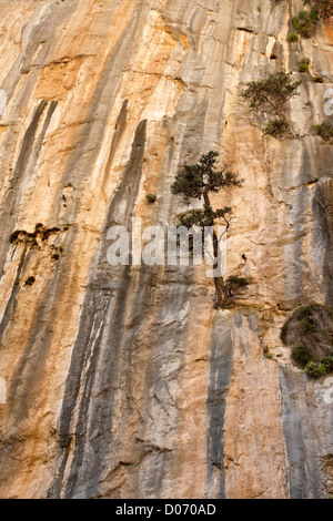 Alte scogliere calcaree con cipressi, Cupressus sempervirens forma horizontalis in Samaria Gorge National Park Foto Stock