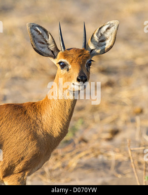 Close-up di un maschio steenbok (Raphicerus campestris) in piedi nelle praterie aride del Kalahari, in Botswana Foto Stock