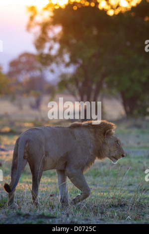 Maschio di leone africano Panthera leo in Mikumi Game Reserve . Sud della Tanzania. Foto Stock