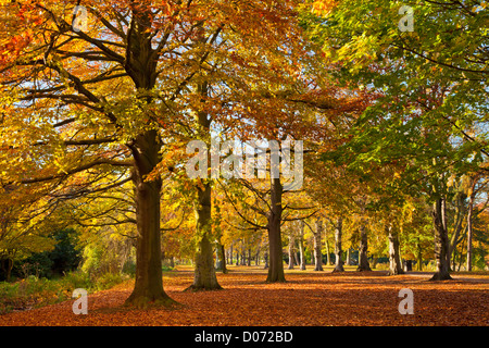 Foglie di autunno sul terreno con autunno Tree Colors, University Park, Nottingham, Inghilterra, Regno Unito, GB, Europa