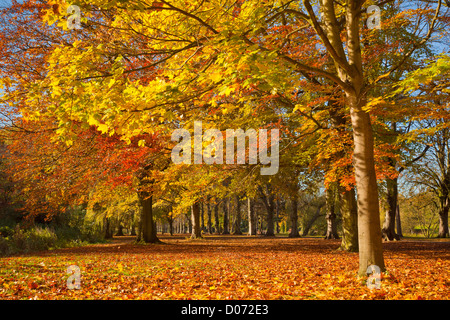 Autunno colori degli alberi colori autunnali Highfields Park University Park, Nottingham, Nottinghamshire Inghilterra, Regno Unito, Europa Foto Stock