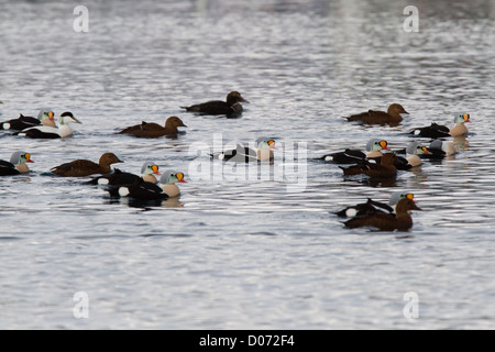 Re Eiders, Varanger Finnmark Norvegia Foto Stock