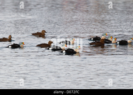 Re Eiders, Varanger Finnmark Norvegia Foto Stock