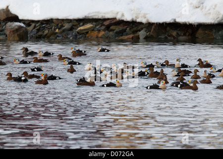 Re Eiders, Varanger Finnmark Norvegia Foto Stock