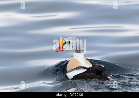 Drake King Eider, Varanger, Finnmark, Norvegia Foto Stock