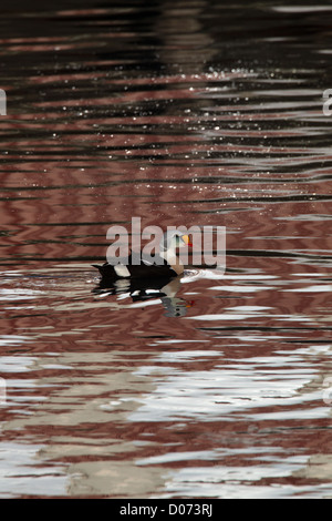 Drake King Eider, Varanger, Finnmark, Norvegia Foto Stock