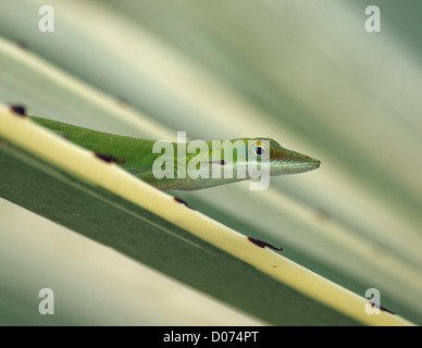Anole verde lucertola o Carolina anole (Anolis carolinensis) a Cuba sulla spinosa foglie succulente Foto Stock