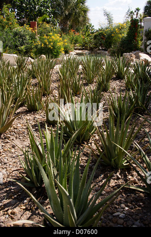 Aloe Vera piante che crescono in un giardino botanico in collina giardini in Hidlago County Texas Foto Stock