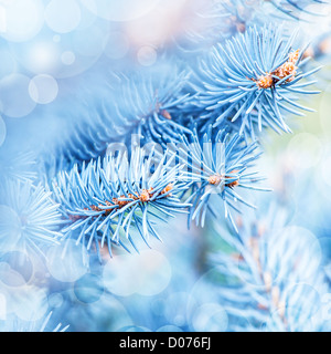 Foto di congelati abete sfondo, rami di albero sempreverde coperto rime, ramoscelli di abete rosso coperto dalla trasformata per forte gradiente nella foresta Foto Stock