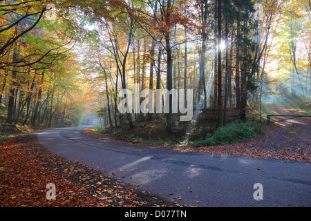 Autunno strada forestale nel bosco, Polonia , Ojcow, Parco Nazionale. Foto Stock