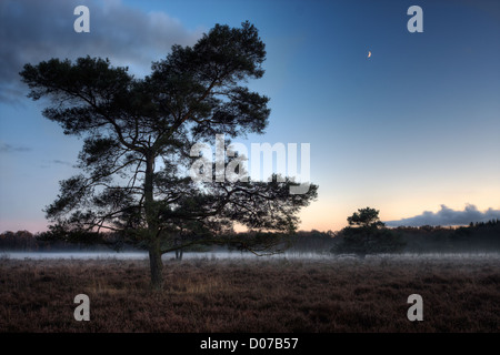 Silhouette di pino silvestre (Pinus sylvestris) in una nebbiosa ormeggiare al calar della sera, la luna nel cielo Foto Stock