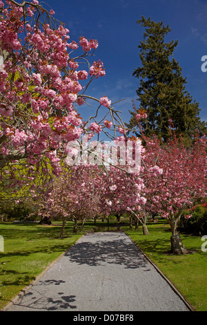 Primavera fioriscono, Ashburton Dominio, Mid-Canterbury, Isola del Sud, Nuova Zelanda Foto Stock
