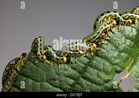 Le larve Sawfliy bruchi, famiglia Tenthredinidae, Craesus septentrionalis, alimentando sul nocciolo foglie, REGNO UNITO Foto Stock