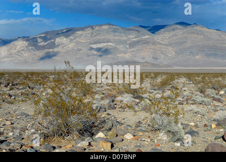 Color rocce e pietre nella Valle della Morte Foto Stock
