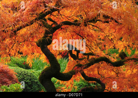 Acero giapponese in pieno Autunno a colori, Portland Giardino Giapponese,  Portland, Oregon, Stati Uniti d'America Foto stock - Alamy