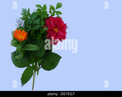 Bouquet di fiori;;; dahlia calendula; prezzemolo; aneto; lampone; rosso; giallo; arancione; verde; foglie; autunno; piante; flora; Foto Stock