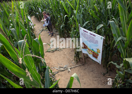 Il labirinto di THIMERAIS IN UN CORNFIELD BASATO SUL TEMA DEL TOUR DE FRANCE SAINT-Sauveur-MARVILLE EURE-ET-LOIR (28) FRANCIA Foto Stock