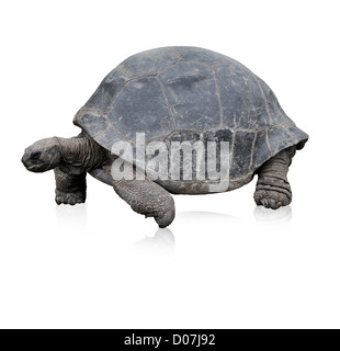 Le Galapagos La tartaruga gigante,isolato su bianco Foto Stock