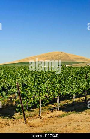 Stati Uniti d'America, Washington, Richland. Goose Ridge i vigneti e la cantina immobiliare è tra Washington le grandi produttori di vino. Foto Stock