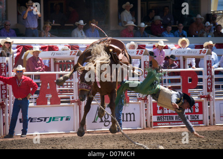 Un cavaliere è gettato fuori un cavallo durante la Calgary Stampede event di luglio 2012 Foto Stock