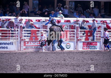 Un cavaliere è gettato fuori da un toro durante la Calgary Stampede event di luglio 2012 Foto Stock