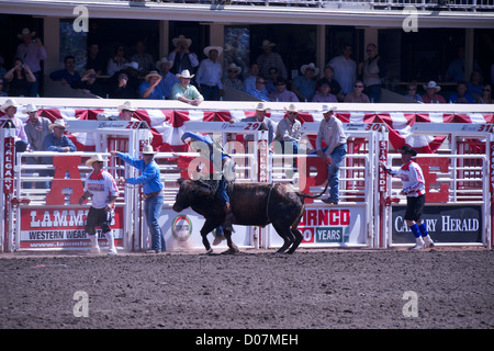 Un cavaliere è gettato fuori da un toro durante la Calgary Stampede event di luglio 2012 Foto Stock