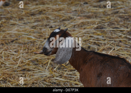 Carino Capra bambino giocando nel fieno Foto Stock