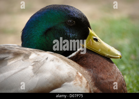 Mallard Duck Close Up Foto Stock