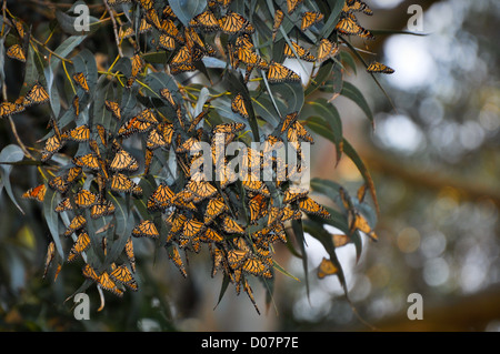 Bellissime farfalle monarca sono ' appollaiati in una struttura ad albero Foto Stock